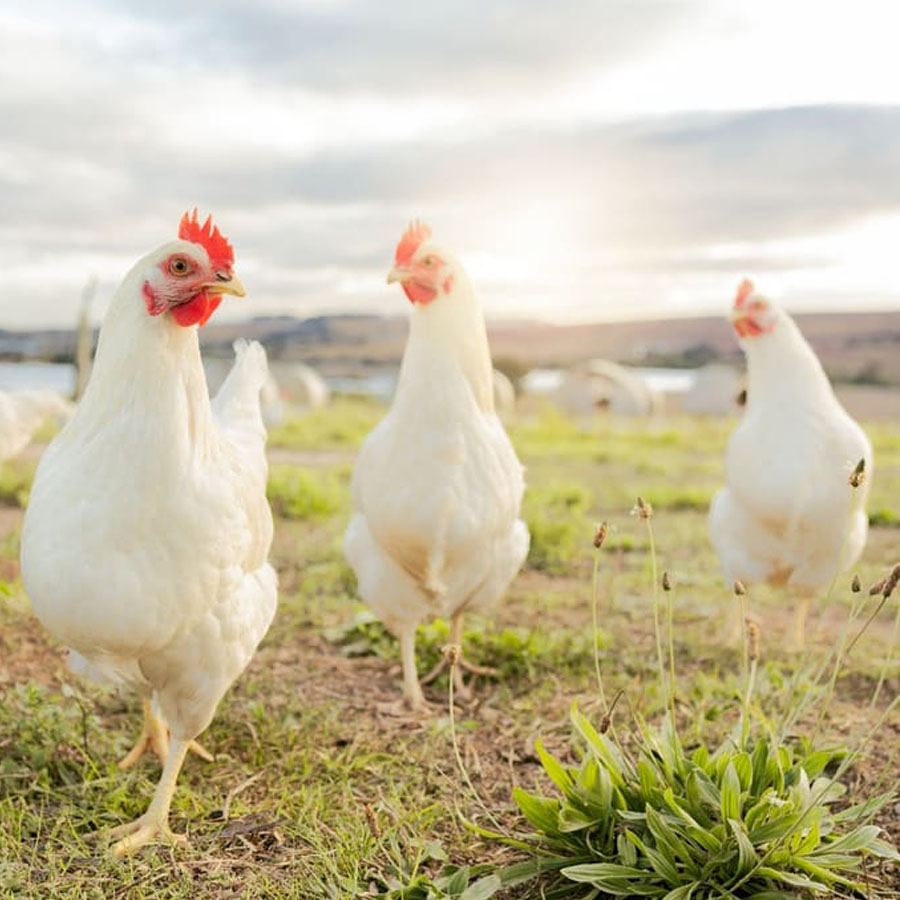 oats for poultry